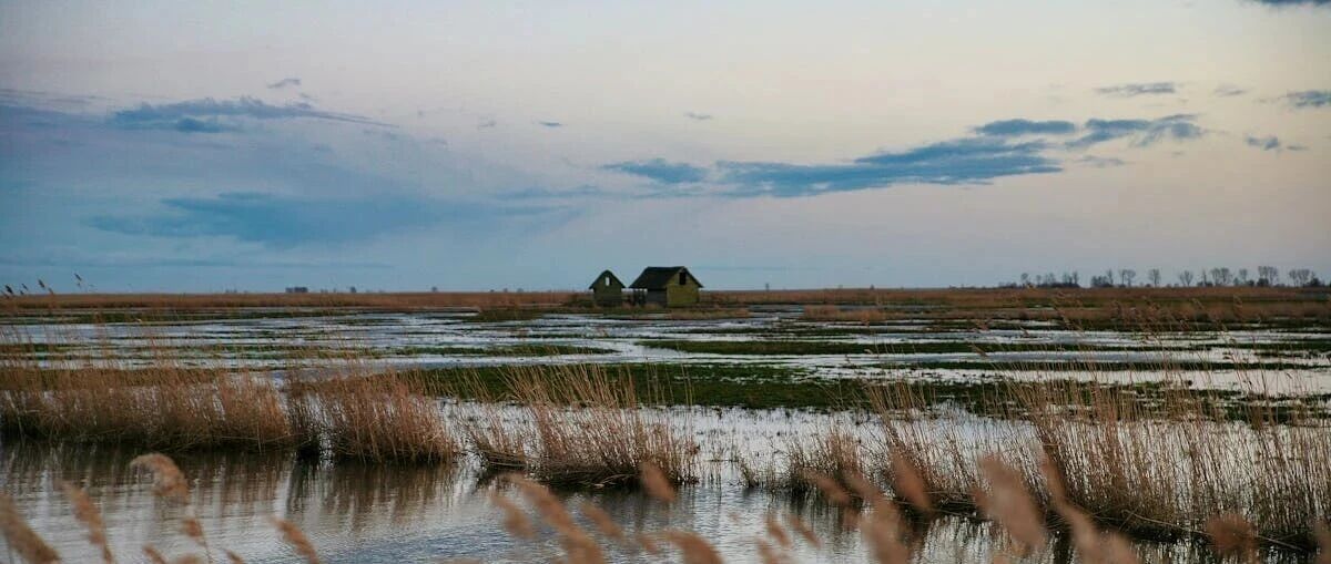 cover_image