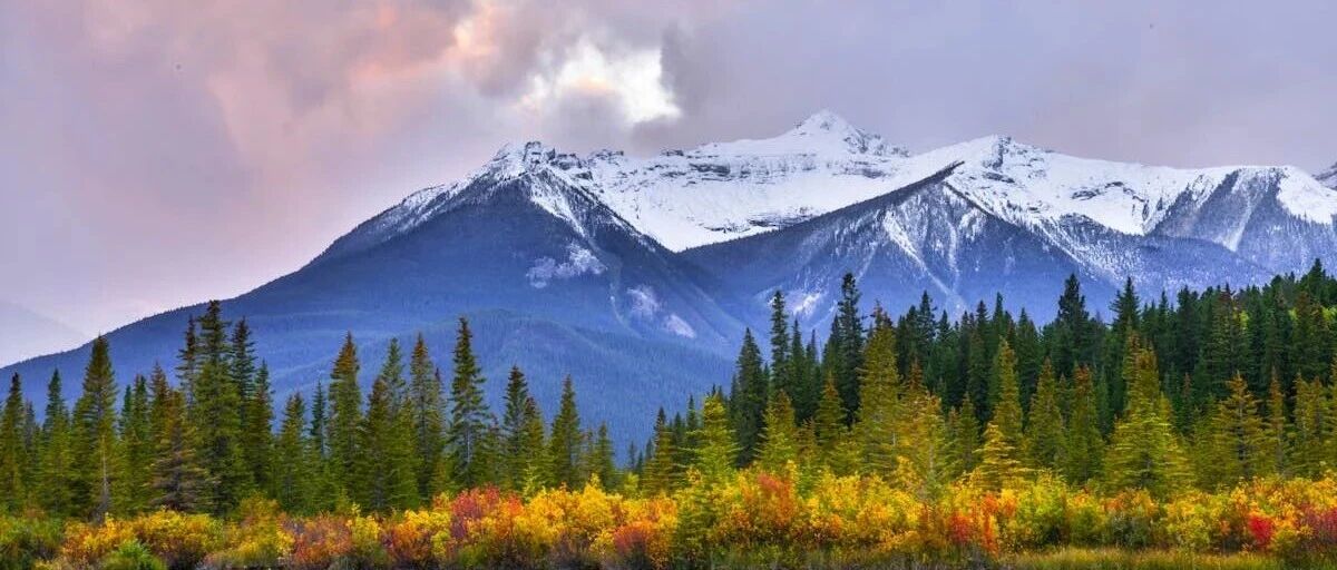 cover_image